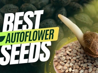 Best Autoflower Seeds of 2024: High Yielding Options for Increased Potency