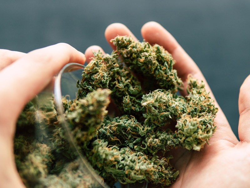 2023’s Best Delta 8 THC Flower: Strongest Strains & Buds from Legit Weed Brands