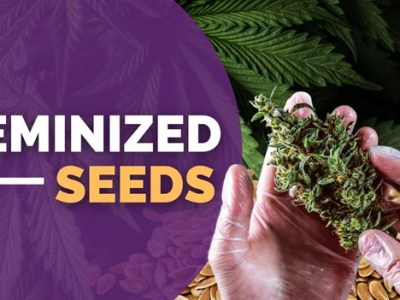 Best Feminized Seeds in 2023: Top 12 Female Weed Strains for Your Cannabis Garden
