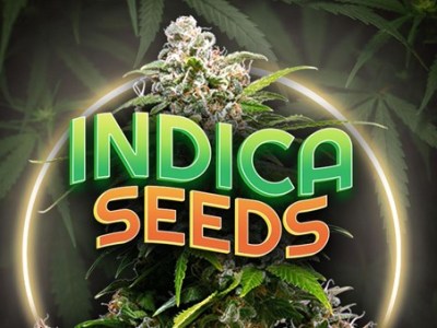 Best Indica Seeds of 2024 for Stress Relief and Pain Management