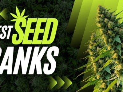 Best Seed Banks of 2024: Reputable Vendors for Discreet Shipping