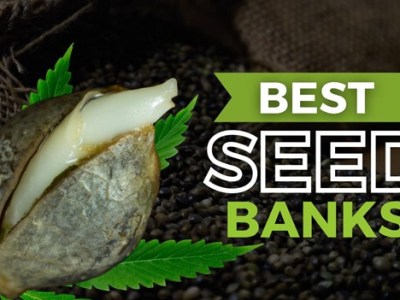 14 Best Seed Banks that Ship to USA: Buy Cannabis Seeds Online Legally