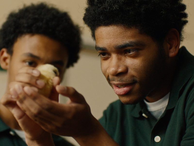 Chicken at District Dreamers Film Festival