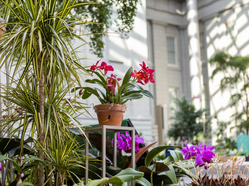 Orchids in Kogod Courtyard