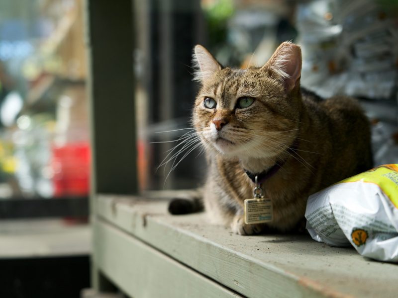 A cat crouches next to a bag on a shelf