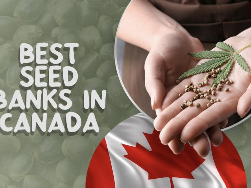 7 Best Canada Seed Banks: to Buy Cannabis Seeds Legally & Safely (US Shipping)