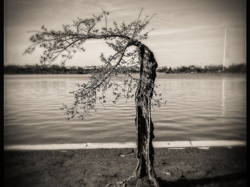 Stumpy the tree
