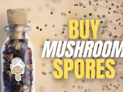 Buy Mushroom Spores: Best Magic Mushroom Spores to Grow for Research