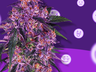 Best 6 THCA Flower to Try in 2024: Top Strongest THCA Strains