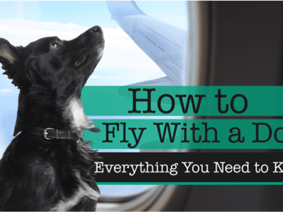 Traveling With Your Psychiatric Service Dog: How to Fly With a Dog
