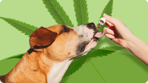 CBD for Dog Anxiety